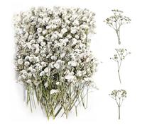 100 Piezas Paniculata Preservada(Blanco) Paniculata Flores Secas Flores Secas Decoracion Flores Secas Naturales Flores Secas Decorativas Flores Prensadas para Joyería de Resina Bricolaje