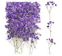 100 Piezas Paniculata Preservada (Morado) - Flores Secas Naturales y Decorativas para Joyería de Resina y Bricolaje