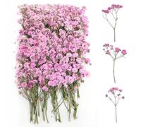 100 Piezas Paniculata Preservada(Rosa) Paniculata Flores Secas Flores Secas Decoracion Flores Secas Naturales Flores Secas Decorativas Flores Prensadas para Joyería de Resina Bricolaje
