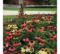100 Pistas de Fiori di Echinacea Misti Cheyenne Spirit