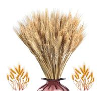 100 Tallos 21.7 Pulgadas Flores De Trigo Seco Gavillas, Tallos De Trigo Natural Arreglo Otoño Bundle, Color O-riginal Orejas De T-rigo Flores Secas, Planta Pastoral Orejas De T-rigo Para Diys Artesaní