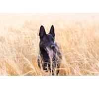 1000 (38 x 26 cm) piezas de rompecabezas, Cachorro negro perro mascota rompecabezas, adolescente adulto niños rompecabezas juego de juguete regalo