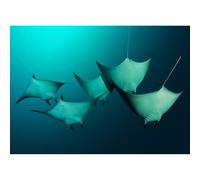 1000 (75 x 50 cm) adulto murciélago trueno juego de rompecabezas de papel de juguete, juego de desafío familiar rompecabezas regalo