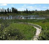 1000 Piece Jigsaw Puzzle for Adults and Kids Age 14 Years Up - Cubiertas de bosques fluviales 75x50cm