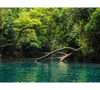1000 Piece Jigsaw Puzzle for Adults and Kids Age 14 Years Up - Ramas de árboles de río 75x50cm