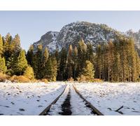 1000 Piezas Puzzle para Adultos,Regalos Divertidos - Bosques de árboles de ferrocarril 75x50cm