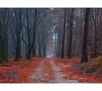 1000 Piezas Puzzle, para Adultos Y Niños A Partir De 14 Años - Caminos árboles y senderos para Caminar 75x50cm