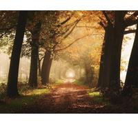 1000 Piezas Puzzle,Rompecabezas Niños - Niebla de árboles en el Camino 75x50cm
