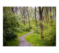1000 Piezas Puzzles,Juego Educativo, Desafío-bosques,Camino,árboles 70x50cm