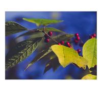 1000 Piezas Puzzles,Juego Familiar Actividad en el-Bayas,Rama,Hojas 70x50cm