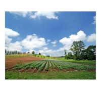 1000 Piezas Puzzles,Regalo y Juego de Habilidad Inteligente-Campo,Plantación,Verano,Cultura,Economía,Rangos 70x50cm
