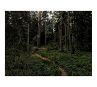 1000 Piezas Puzzles, Rompecabezas de Desafío Duro Imposible-bosques,Camino,árboles 70x50cm