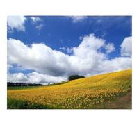 1000 Piezas Puzzles,Rompecabezas para Adultos y niños-Campo,Cultura,economía 70x50cm