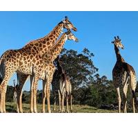 1000 Piezas Rompecabezass - African Animal Giraffes Scenery Póster - Rompecabezas De Colores Difíciles - Juegos para Reducir El Estrés En Familia - Juguetes para Adultos Fun Challenge - Pz416Vw