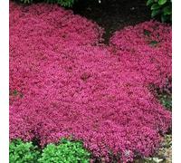 1000pcs krüpfende thymiansamen Zum pflanzen Von mehrjährigen Blumen Nicht-gvo-samen bodendeckpflanzen Blumen samen für den Garten im freien Patio-pflanzen Rosa roja