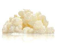 10g de Nódulos Vivos de Kéfir de Leche - Cultivo Casero + Instrucciones y Recetario - Probiótico Natural - Ideal para Principiantes - Hongo de Kéfir - OH MY KÉFIR®