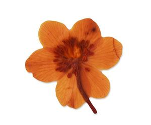 12 piezas de calas secas de 15 20 mm para prensado de flores, fundas de teléfonos, artículos de papel