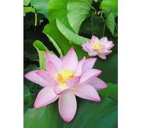 12 Semillas de Nelumbo nucifera (Loto Sagrado) - Planta Acuática Ornamental de Flor Exótica - Ideal para Estanques, Jardines Acuáticos y Cultivo Decorativo