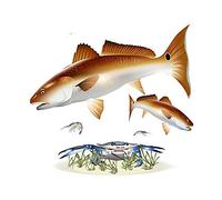 13cm x 12,2 cm para Red Drum Redfish On The Flats dibujos animados DIY calcomanía vinilo