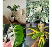 150 Piezas Semillas de Monstera - Variegata Las Plantas balcón Son Resistentes Monstera bonsái Macetas Oficina Plantas balcón,
