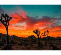 1500 Piece Jigsaw Puzzle for Adults and Kids Age 14 Years Up - Atardecer en el Parque Joshua Tree 87x57cm