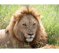 1500 Piece Jigsaw Puzzle for Adults and Kids Age 14 Years Up - Hocico de depredador de león 87x57cm