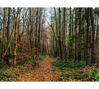 1500 Piezas Puzzle para Adultos,Juegos Familiares - Caminos bosques de Caminos 87x57cm