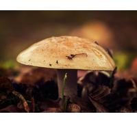 1500 Piezas Puzzle,Rompecabezas de Niños Adolescente - Primer Plano de un Hongo en otoño 87x57cm