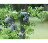 1500 Piezas Puzzle,Rompecabezas Jigsaw Puzzle - árbol de piñas de Pino 87x57cm