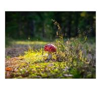 1500 Piezas Puzzles,Juego Educativo, Desafío-Amanita muscaria,amanita,Hongo 87x57cm