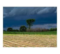 1500 Piezas Puzzles para Adultos-Campo,Nubes,árboles 87x57cm