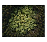 1500 Piezas Puzzles para Adultos y niños a Partir de 14 Años-bosques,árboles,Vista aérea 87x57cm