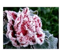 1500 Piezas Puzzles,Regalo y Juego de Habilidad Inteligente-Flor,jardín,Escarcha 87x57cm