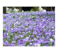 1500 Piezas Puzzles,Regalo y Juego de Habilidad Inteligente-Flores,Naturaleza,Hojas 87x57cm