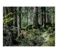 1500 Piezas Puzzles, Rompecabezas de Desafío Duro Imposible-bosques,Camino,árboles 87x57cm