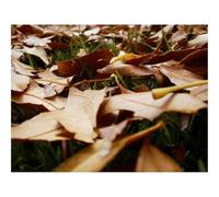 1500 Piezas Puzzles, Rompecabezas para Adultos y Jóvenes-Hojas,Hierba,Otoño,Tierra,Marchitamiento 87x57cm