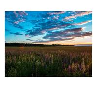 1500 Piezas Rompecabezas para Hombres y Mujeres-Campo,Hierba,Cielo 87x57cm