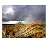 1500 Piezas Rompecabezas para Hombres y Mujeres-Orejas,Campo,Nubes 87x57cm