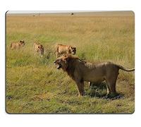 17P12715 Creatividad Alfombrilla para Juegos Alfombrilla para ratón Kenia Masai Mara Las Leonas Tienen prisa por calmarlo Material de Caucho Natural