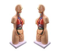 19 Piezas De 55 Cm De Torso Femenino 4d Personas Anatómicas Órganos del Cuerpo Humano Enseñando El Modelo del Humano con El Corazón del Cerebro Visceral para La Escuela