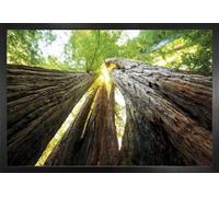 1art1 Bosques Cartel con Marco (Madera DM) - Troncos De Árbol, Vista Hacia Arriba (91 x 61cm)