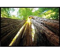 1art1 Bosques Cartel con Marco (Plástico) - Troncos De Árbol, Vista hacia Arriba (91 x 61cm)