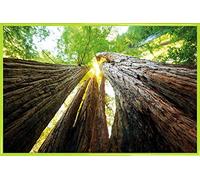 1art1 Bosques Cartel con Marco (Plástico) - Troncos De Árbol, Vista hacia Arriba (91 x 61cm)