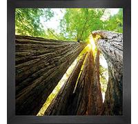 1art1 Bosques Póster Impresión Artística con Marco (Madera DM) - Troncos De Árbol, Vista hacia Arriba (40 x 40cm)