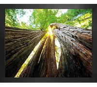 1art1 Bosques Póster Impresión Artística con Marco (Madera DM) - Troncos De Árbol, Vista hacia Arriba (50 x 40cm)