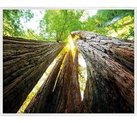 1art1 Bosques Póster Impresión Artística con Marco (Plástico) - Troncos De Árbol, Vista hacia Arriba (50 x 40cm)