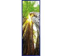 1art1 Bosques Póster Impresión Artística con Marco (Plástico) - Troncos De Árbol, Vista hacia Arriba (91 x 30cm)