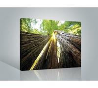 1art1 Bosques Póster Impresión En Lienzo Troncos De Árbol, Vista hacia Arriba Cuadro En Bastidor De Camilla De Madera | Mural XXL | Imagen 80x60 cm