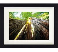 1art1 Bosques Póster Troncos De Árbol, Vista hacia Arriba Cuadro Enmarcado con Fine Passepartout | Cuadros De Pared | En Un Marco De Imagen 40x30 cm