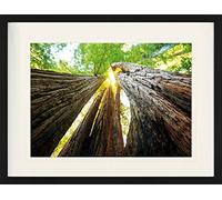 1art1 Bosques Póster Troncos De Árbol, Vista hacia Arriba Cuadro Enmarcado con Fine Passepartout | Cuadros De Pared | En Un Marco De Imagen 80x60 cm